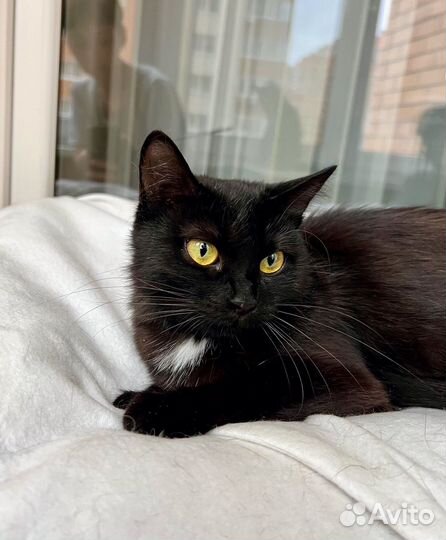 Маленькая кошка - крошка Багира в дар