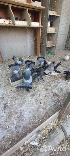 Статные голуби