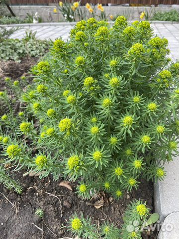 Молочай кипарисовый