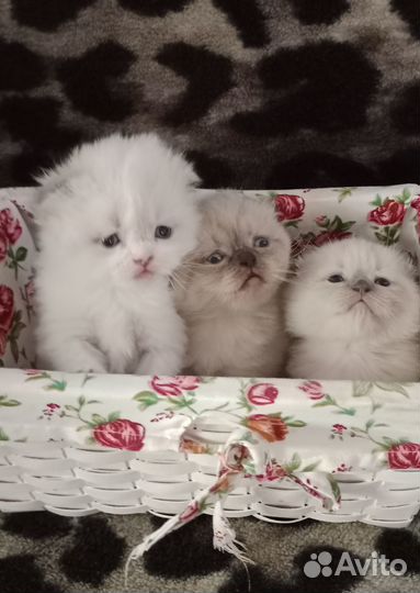 Шотландские вислоухие