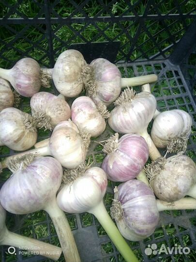 Огурцы домашние