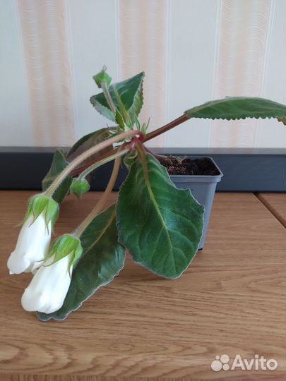 Глоксиния цветущая