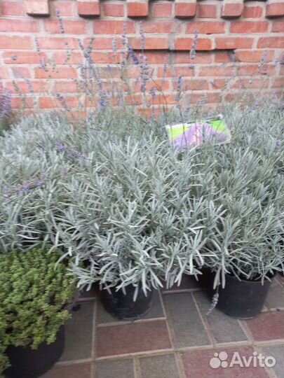 Лаванда саженцы