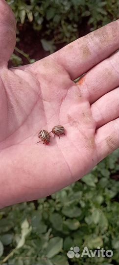 В добрые руки