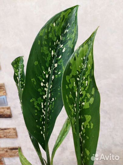 Диффенбахия филодендрон