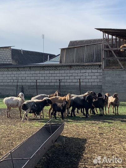 Овцы/Бараны Козы/Козлы и Ягнята