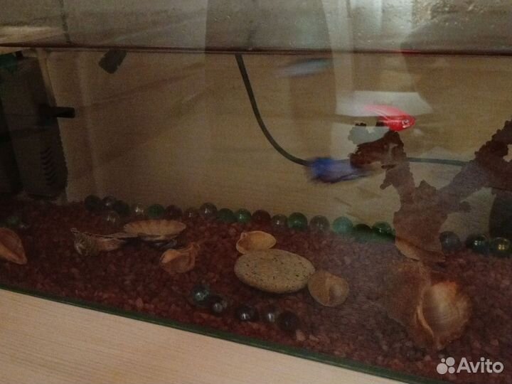 Аквариум и рыбы