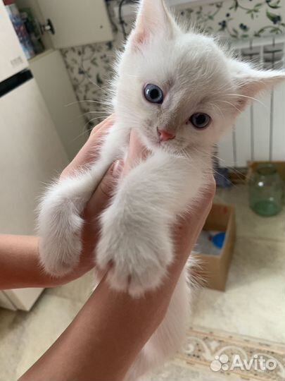 Котёнок, корм в подарок