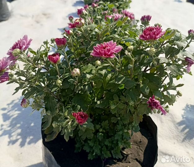 Хризантема