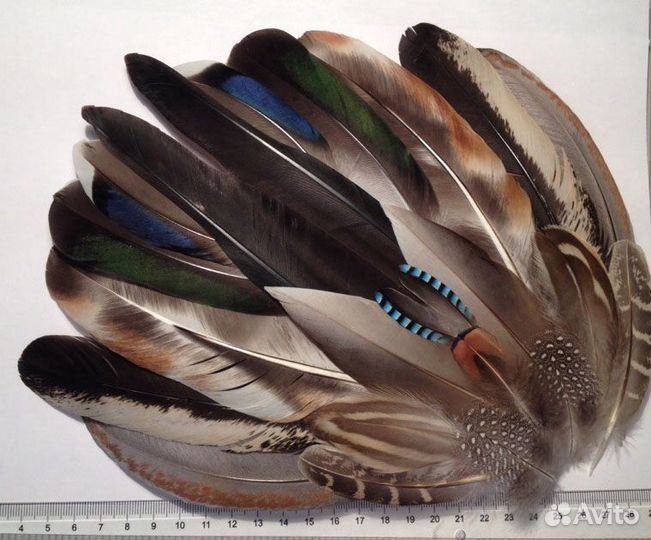 Перья птиц (в том числе наборы)
