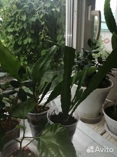 Домашние цветы