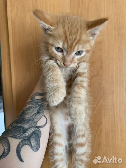 Котята отдам даром