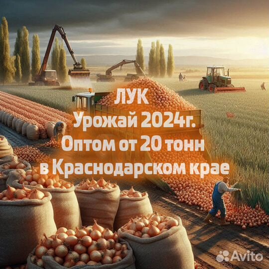 Лук репчатый Оптом 2024г. в Краснодарском крае