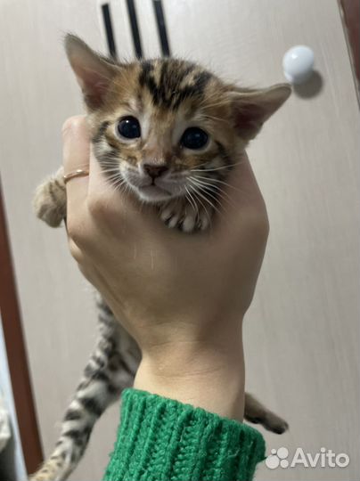Бенгальские котята