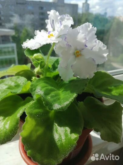 Фиалка Гигант, цветы 6см