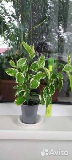 Педилантус