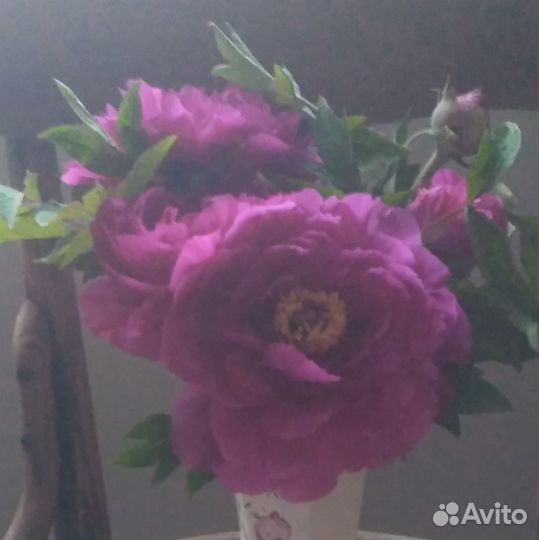 Пион древовидный,деленки