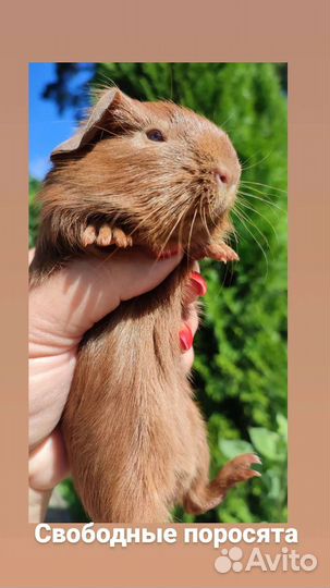 Морские свинки Английский селф