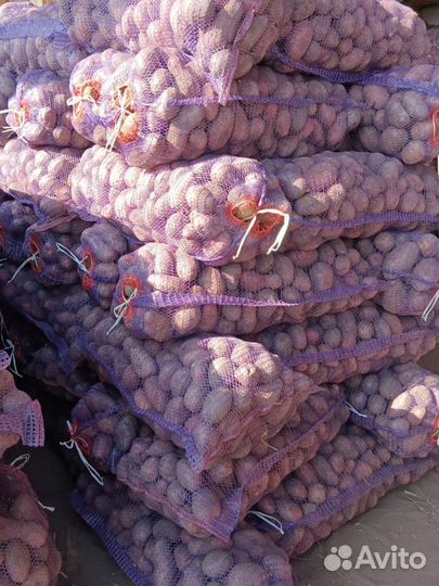 Продам оптом Редскарлет