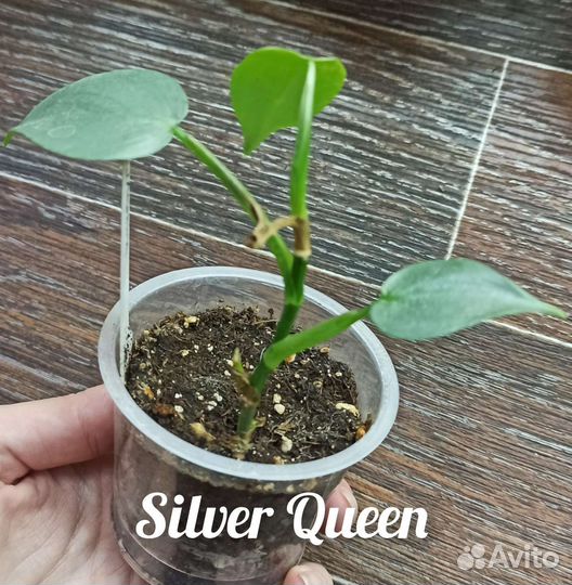 Филодендрон Silver Queen и Blue mink