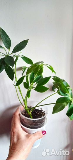 Шефлера Жанин вариегатная и Шефлера зелёная