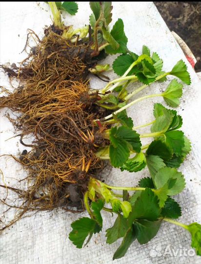 Рассада клубники