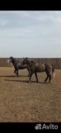 Лошади жеребец