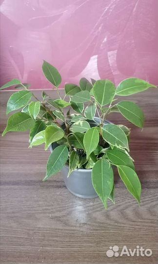 Фикус бенджамина кинки