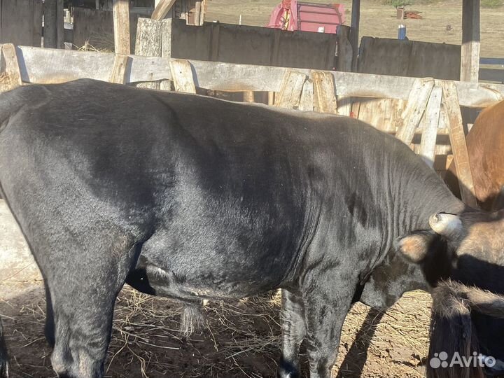 Корова телята и бычки