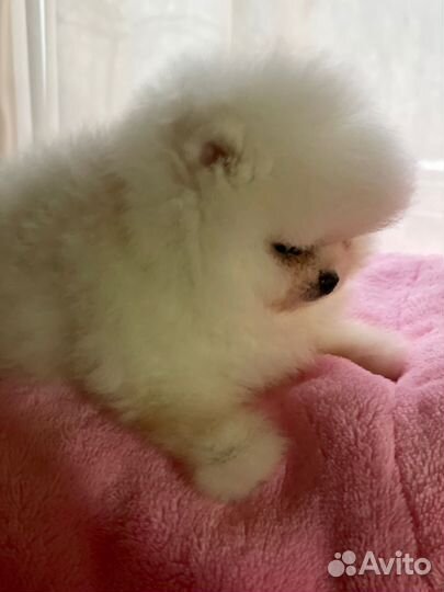 Мини мальчик и девочка померанского шпица