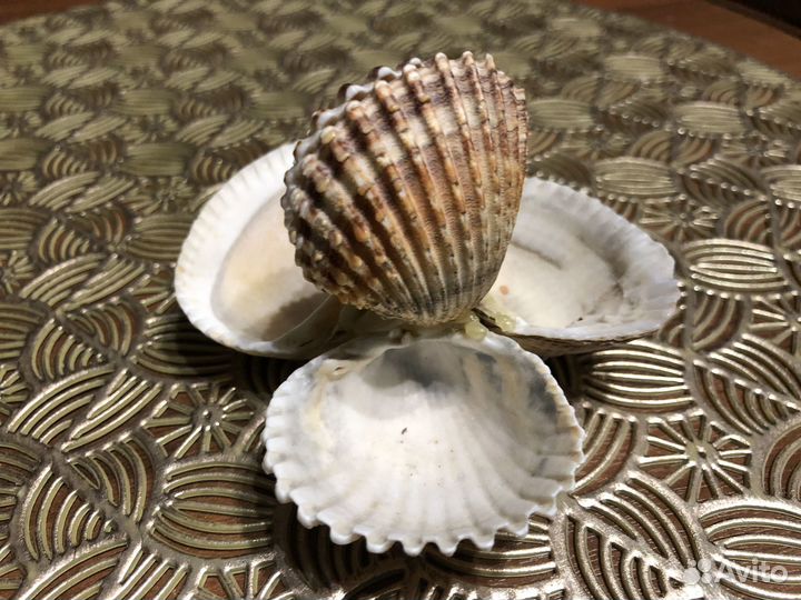 Изделия из ракушек