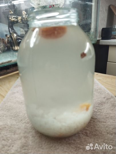 Индийский морской рис