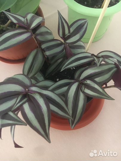 Эпипремнум, пепиромия, Зербина;