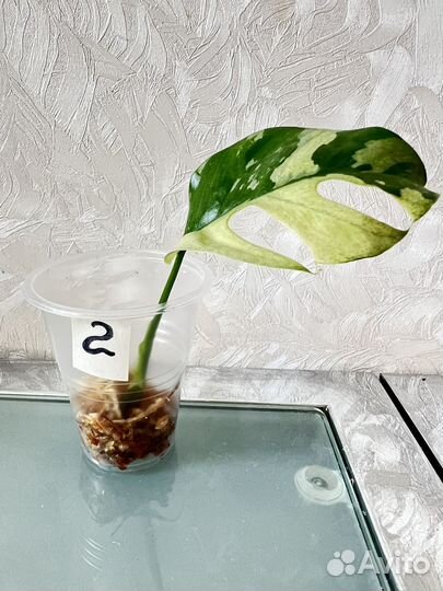 Монстера рафидофора вариегатная (минима)