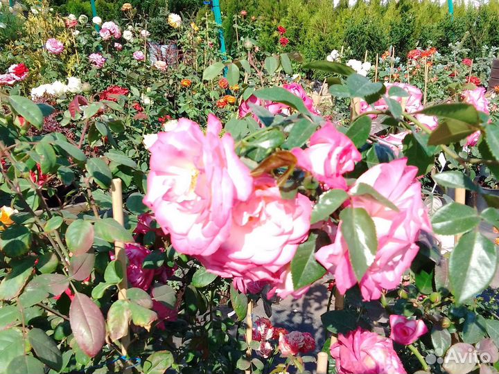 Розы в ассортименте