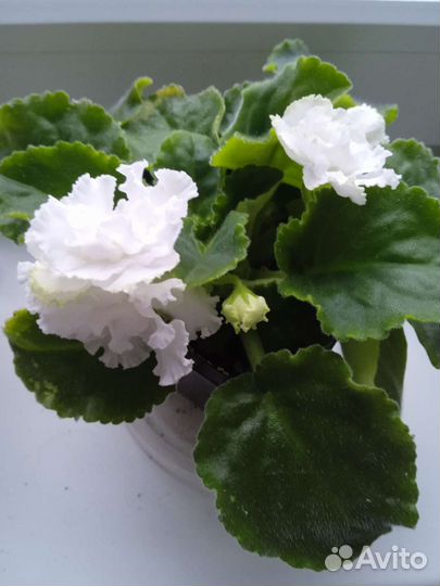 Фиалка Букет невесты