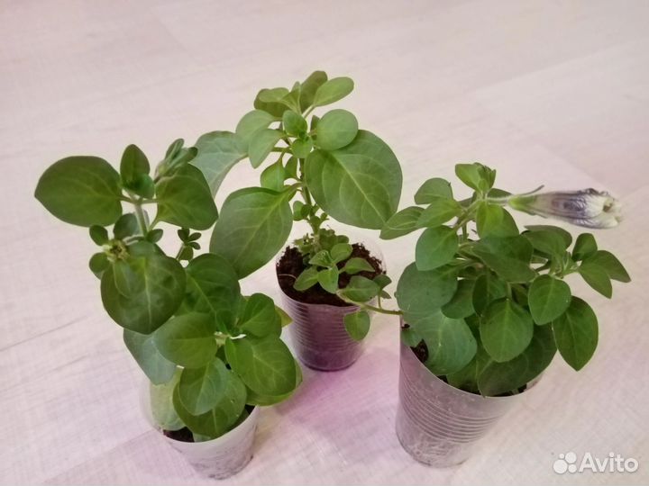 Рассада петунии