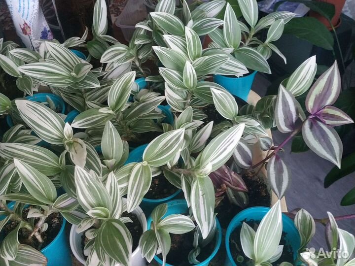 Традесканция