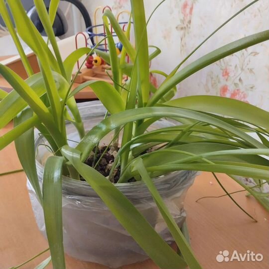 Лечебный индийский лук