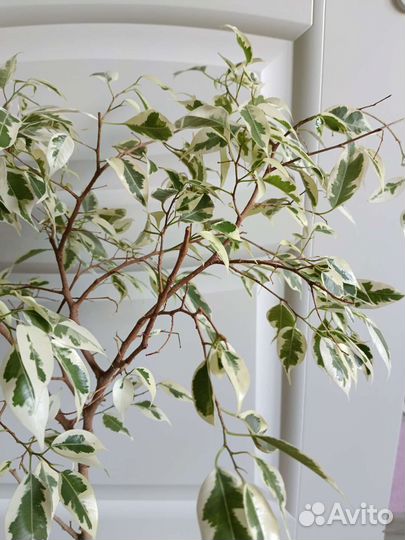 Фикус пестролистный твайлайт