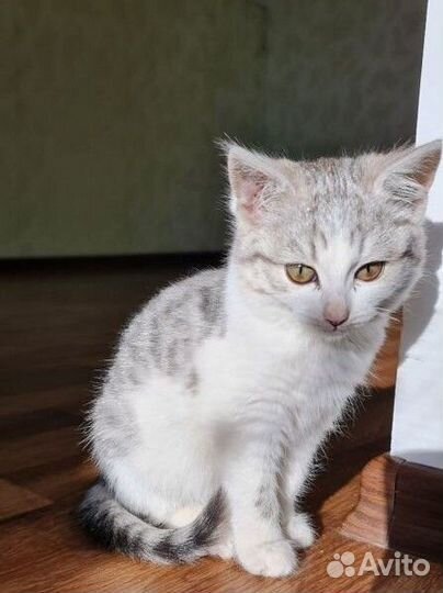 Котёнок 1.5 месяца