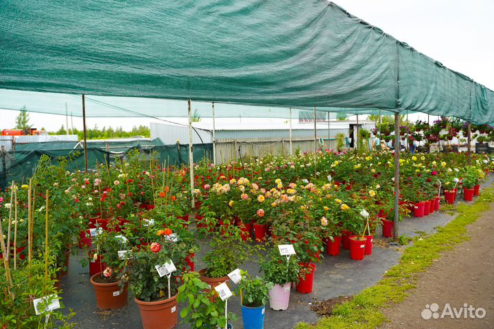 Розы флорибунда, плетистые