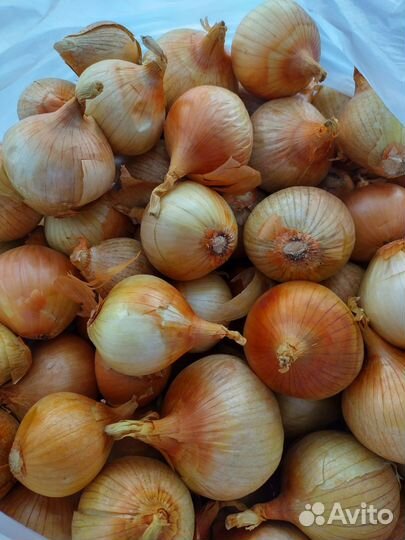 Лук семейный на посадку