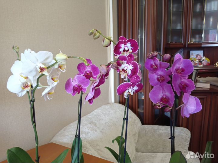 Орхидея фаленопсис цветет