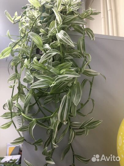 Традесканция белая