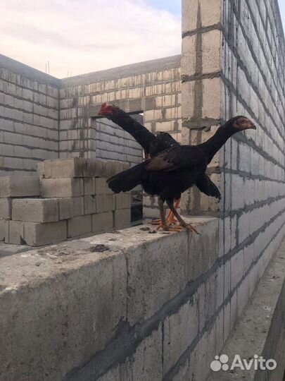 Бойцовые петухи