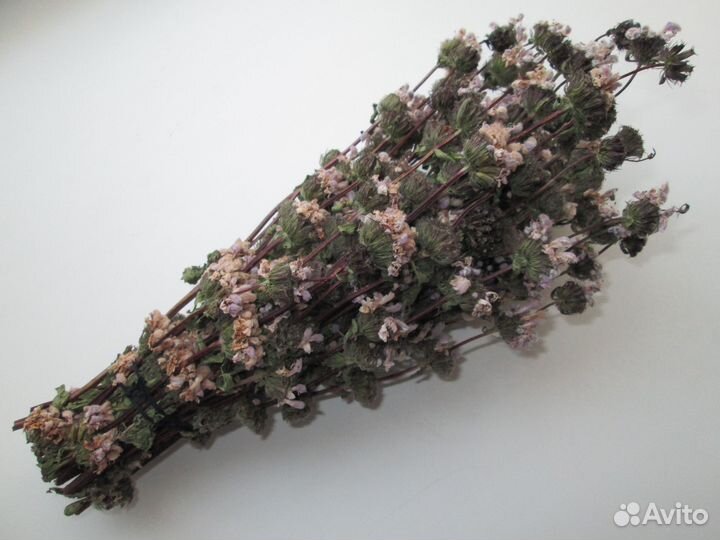 Зопник клубненосный