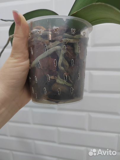 Орхидея фаленопсис Мэджик арт