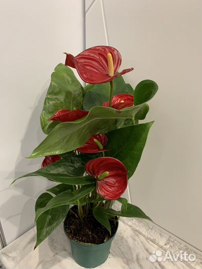 Антуриумы красные сортовые