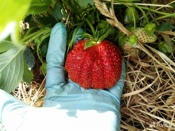 Сортовая клубника: азия; клери; хоней, брилла и др